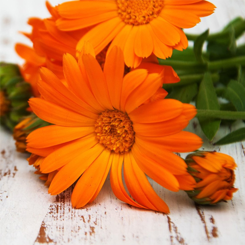 calendula 500x500px