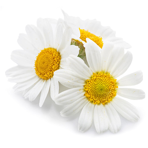 camomile 500x500px