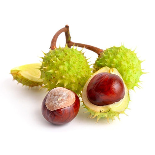 horse chestnut 500x500px